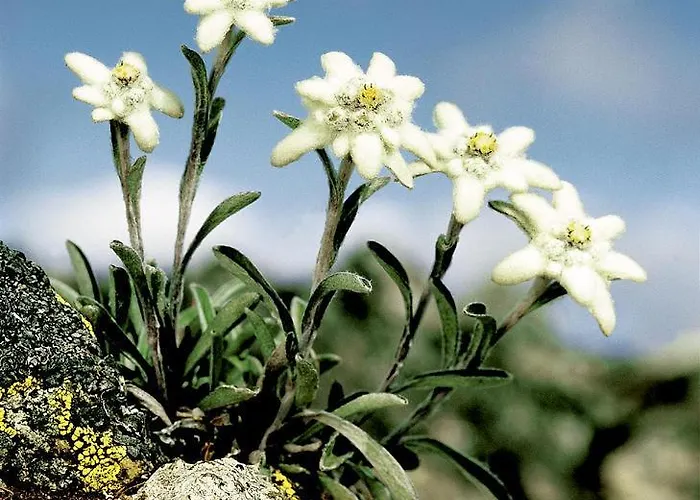 Panorama - Lovely Place In Nature Casa de Férias